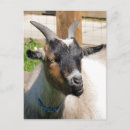 Recherche de chèvres mignonnes cartes postales Animaux de ferme