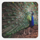 Recherche de bleu paon autocollants Vert