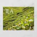 Recherche de thé cartes postales Feuilles de thé