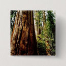 Recherche de séquoia badges Arbre