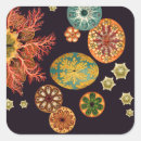Recherche de haeckel autocollants Biologie