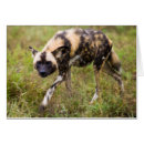 Recherche de chien sauvage africain cartes postales Jour