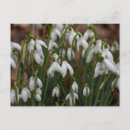 Recherche de snowdrop cartes postales Vert