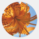 Recherche de tigre orange autocollants Lis