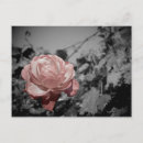 Recherche de rose blanc noir cartes postales Beauté