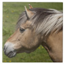 Recherche de norvégien carreaux Animal