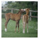 Recherche de poulain carreaux Nature