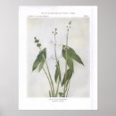 Recherche de pointe de flèche posters Nature
