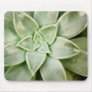 Recherche de succulent tapis souris Plante