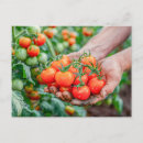 Recherche de tomate cerise cartes postales Nourriture