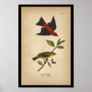 Recherche de audubon posters Ornithologue