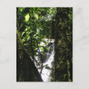 Recherche de forêts tropicales cartes postales Vert