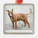 Recherche de bull terrier ornements Taureau