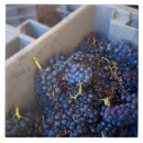 Recherche de marques carreaux Bodegas