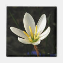 Recherche de lis magnets Jardin