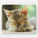 Recherche de chat domestique tapis souris Animal familier