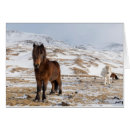 Recherche de equus Martin zwick