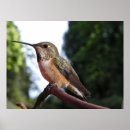 Recherche de femelle art Animal