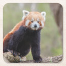 Recherche de panda bar Boisson