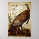 Recherche de audubon de jame de john Ornithologie