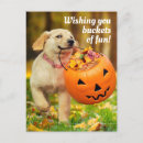 Recherche de humour citrouille invitations Chiot
