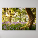 Recherche de jacinthe des bois posters Forêt