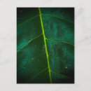 Recherche de jaune vert cartes postales Photographie