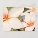 Recherche de fleurs roses cartes postales Tropical