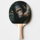 Recherche de gombe Pan troglodytes