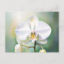 Recherche de orchidée blanche cartes postales Élégant
