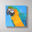 Recherche de perroquets bleus toiles Tropical