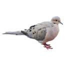 Recherche de colombes photo sculptures Faune