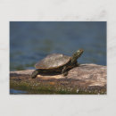 Recherche de tortue peinte cartes postales Animal