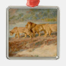 Recherche de lion africain ornements Lionne