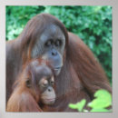 Recherche de orangutan posters Faune