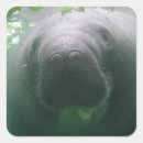Recherche de lamantin autocollants Animal