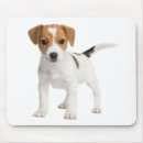 Recherche de jack russel tapis souris Chiot