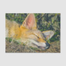 Recherche de renard photographie Sauvage