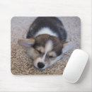 Recherche de corgi tapis souris Chiot