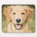 Recherche de chiot golden retriever tapis souris Animal