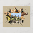 Recherche de zebra cartes postales Faune