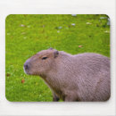 Recherche de capybara tapis souris Animal