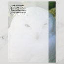 Recherche de plume de hibou Animal