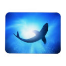 Recherche de requins magnets Bleu