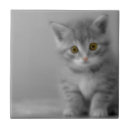 Recherche de chatons carreaux Félin