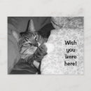 Recherche de lit de chat cartes postales Drôle