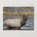 Recherche de élan cartes postales Taureau