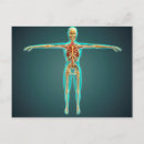 Recherche de système squelettique cartes postales Illustrations biomédicales