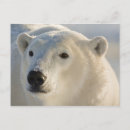 Recherche de manitoba cartes postales Ours