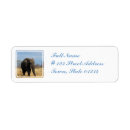 Recherche de pachydermes Éléphant